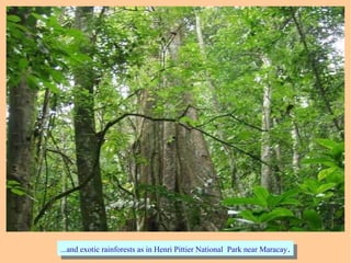 ...and exotic rainforests as in Henri Pittier National Park near Maracay....and exotic rainforests as in Henri Pittier National Park near Maracay.
 