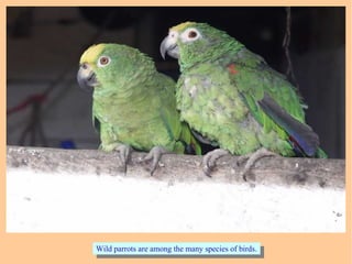 Wild parrots are among the many species of birds.Wild parrots are among the many species of birds.
 