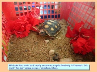 This looks like a turtle, but it's really a morrocoy, a reptile found only in Venezuela. This
country has many unique species of animals and plants.
This looks like a turtle, but it's really a morrocoy, a reptile found only in Venezuela. This
country has many unique species of animals and plants.
 