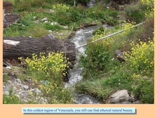 In this coldest region of Venezuela, you still can find ethereal natural beauty.In this coldest region of Venezuela, you still can find ethereal natural beauty.
 