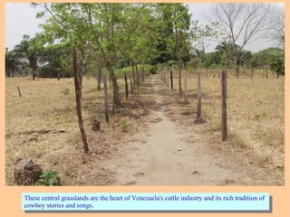 These central grasslands are the heart of Venezuela's cattle industry and its rich tradition of
cowboy stories and songs.
These central grasslands are the heart of Venezuela's cattle industry and its rich tradition of
cowboy stories and songs.
 
