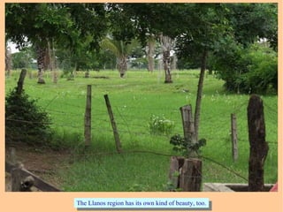The Llanos region has its own kind of beauty, too.The Llanos region has its own kind of beauty, too.
 