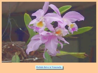 Orchids thrive in Venezuela.Orchids thrive in Venezuela.
 