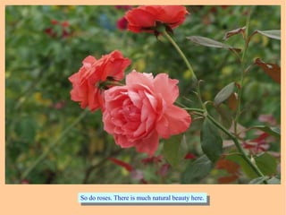 So do roses. There is much natural beauty here.So do roses. There is much natural beauty here.
 