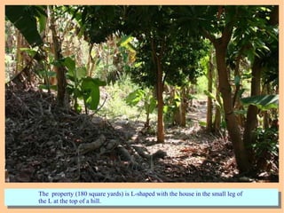 The property (180 square yards) is L-shaped with the house in the small leg of
the L at the top of a hill.
The property (180 square yards) is L-shaped with the house in the small leg of
the L at the top of a hill.
 