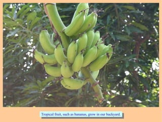 Tropical fruit, such as bananas, grow in our backyard.Tropical fruit, such as bananas, grow in our backyard.
 
