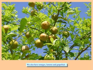 We also have oranges, lemons and grapefruit.We also have oranges, lemons and grapefruit.
 