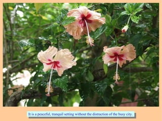 It is a peaceful, tranquil setting without the distraction of the busy city.It is a peaceful, tranquil setting without the distraction of the busy city.
 