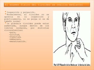 El examen físico del tiroides se realiza mediante:

•Inspección y   palpación.
•Normalmente,    el tiroides no se
aprecia    en    la   inspección   y
prácticamente, no se palpa si es de
tamaño normal
• la glándula tiroides puede estar
aumentada, aunque dentro de los
límites   normales,   por  distintas
circunstancias:
    -país,
    -altitud,
    -Pubertad,
    -embarazo,
    -menstruación.
 
