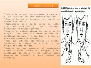 Inspección:

•Pida a la persona que mantenga la cabeza y
el cuello en una posición normal y relajada.
•Observe la región anterior del cuello de
frente y de perfil
•Normalmente solo puede verse el istmo
glandular, sobre todo al tragar, con mayor
frecuencia en mujeres jóvenes.
•Observe si existe alguna desviación de la
tráquea, así como las delimitaciones del
cartílago tiroides y cricoides, y fíjese si
hay algún aumento de volumen.
•Pida que extienda ligeramente el cuello,
inclinando la cabeza hacia atrás, y que
trague un sorbo de agua.
•Observe   en  ese   momento,  el movimiento
simétrico hacia arriba de latráquea y los
cartílagos laríngeos y, de existir algún
aumento de volumen, si este también se
desplaza.
 