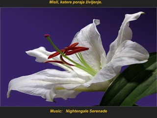 Music:  Nightengale Serenade Misli, katere poraja življenje.   