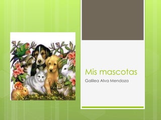 Mis mascotas 
Galilea Alva Mendoza 
 
