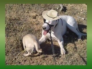 Mis Mascotas Y Sus Modelitos
