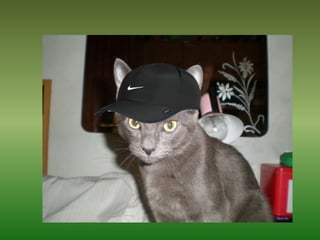 Mis Mascotas Y Sus Modelitos