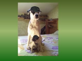 Mis Mascotas Y Sus Modelitos