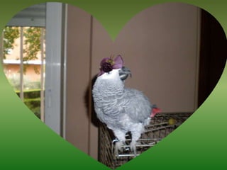 Mis Mascotas Y Sus Modelitos