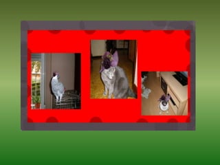 Mis Mascotas Y Sus Modelitos