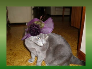 Mis Mascotas Y Sus Modelitos