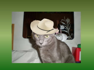 Mis Mascotas Y Sus Modelitos