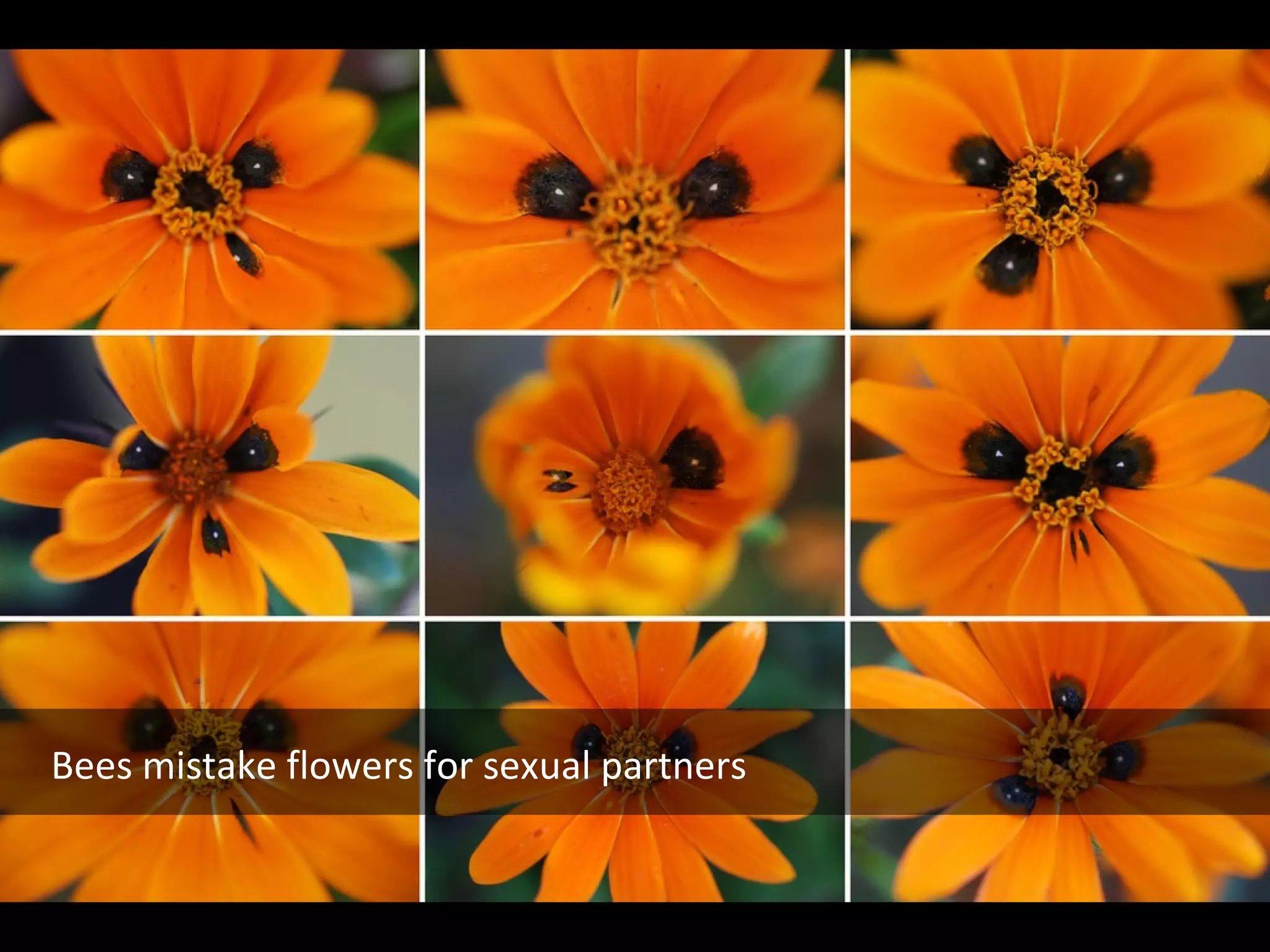 Bees mistake flowers for sexual partners

 