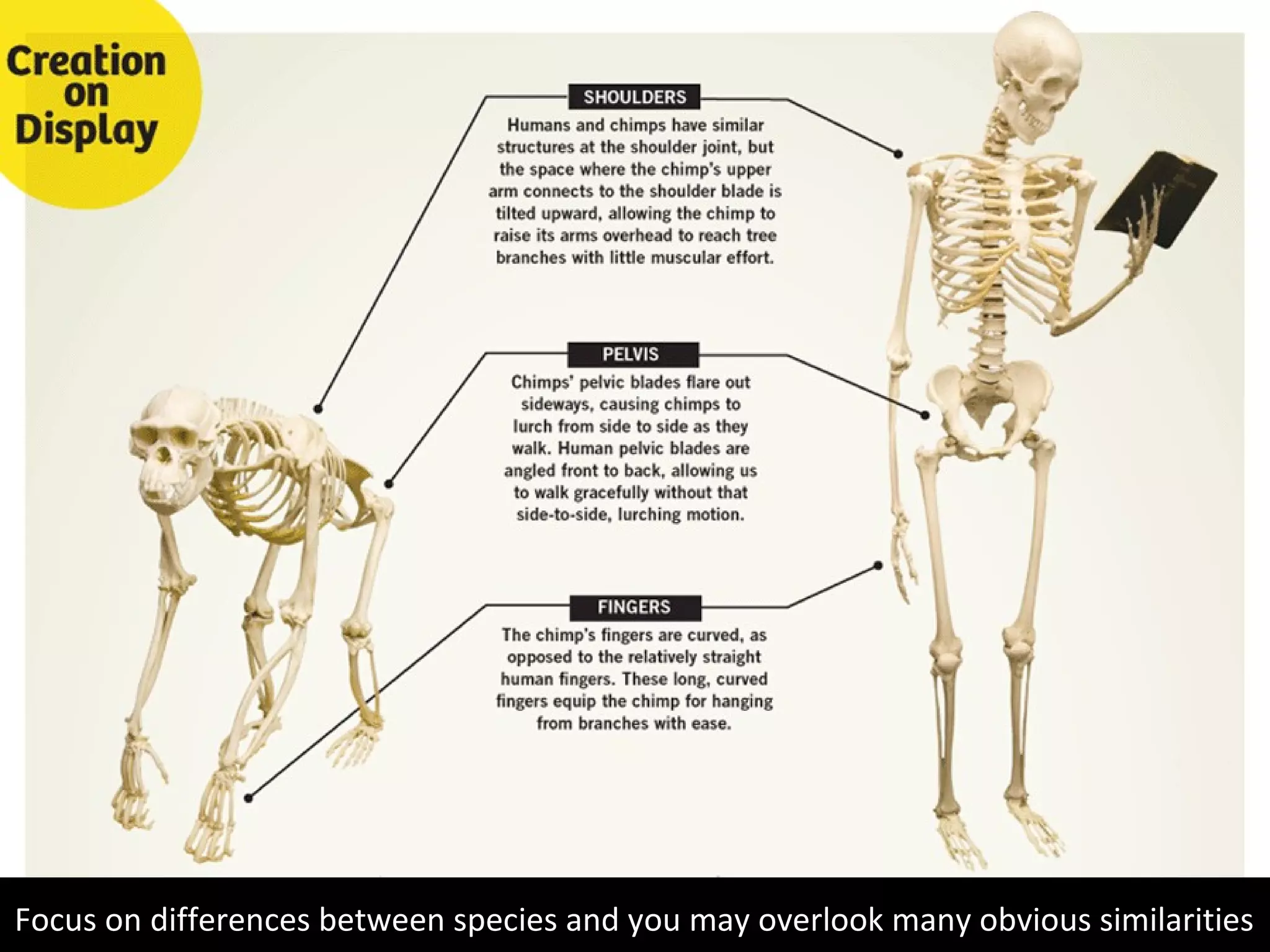 Man V. Ape

Focus on differences between species and you may overlook many obvious similarities

 