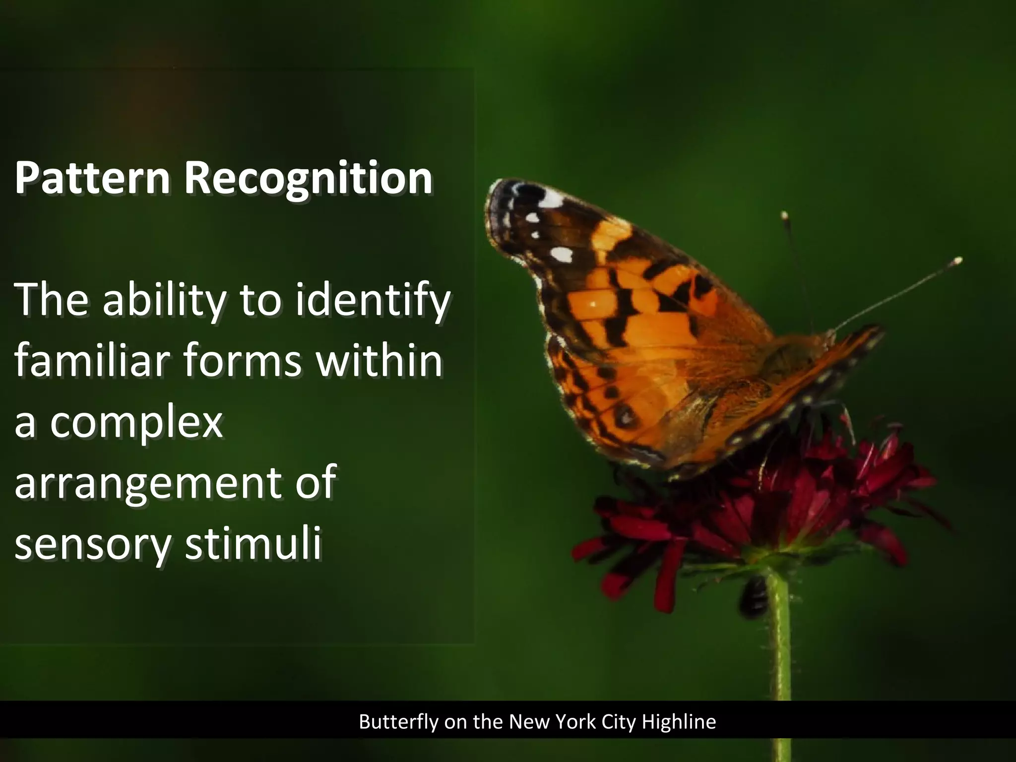 Pattern Recognition
The ability to identify
familiar forms within
a complex
arrangement of
sensory stimuli

Butterfly on the New York City Highline

 
