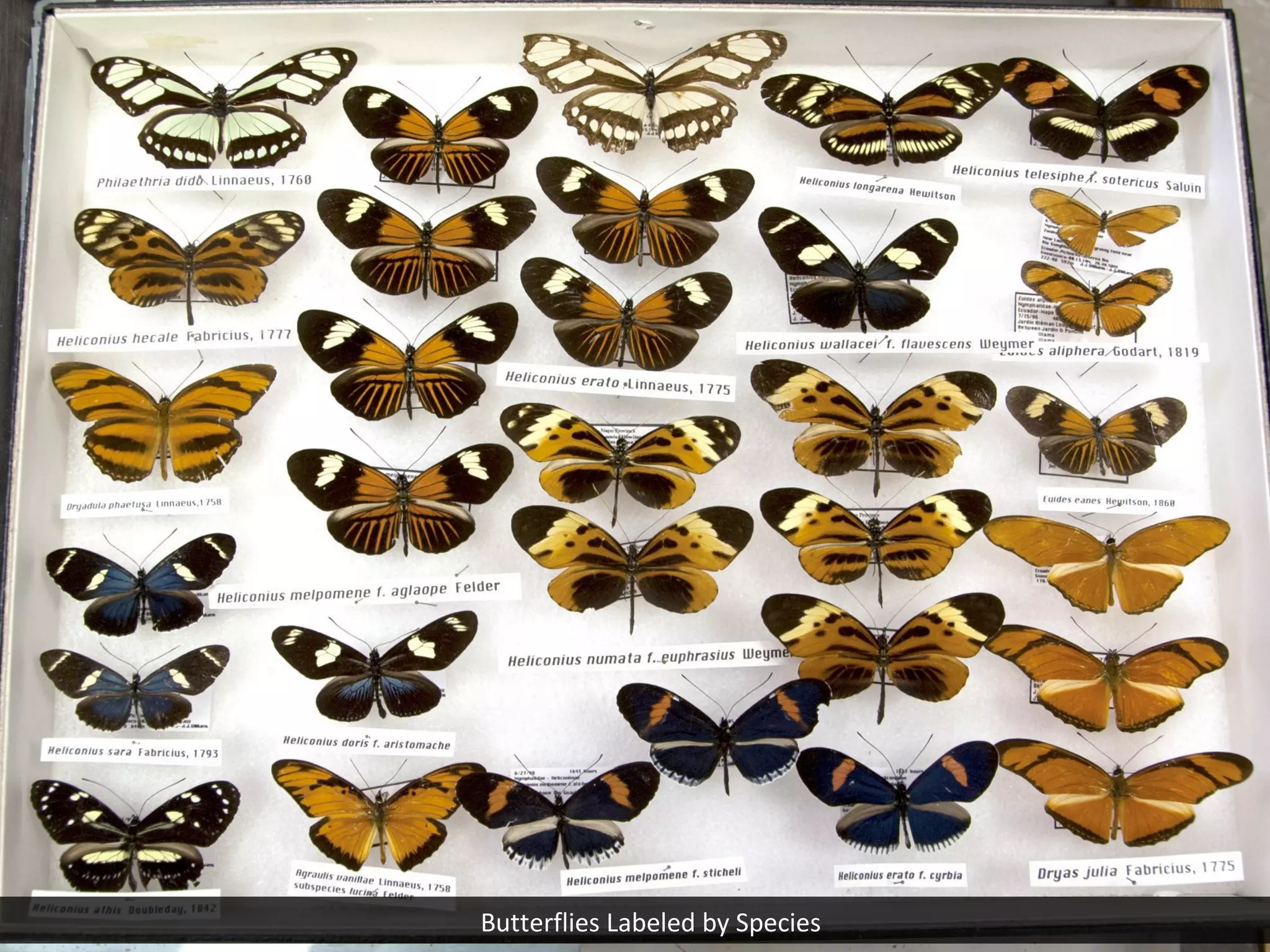 Butterflies Labeled by Species

 