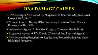 DNA DAMAGE CAUSES
DNA Damages Are Caused By “Exposure To Several Endogenous And
Exogenous Agents”.
“Errors Occurred During DNA Processing Reactions” Also Causes
Damages In The DNA.
Endogenous Agents  Reactive Oxygen, Nitrogen (Metabolites)
Exogenous Agents  UV, Dioxin (Chemical And Physical Agents)
DNA Processing Reactions  Replication, Recombination And Other
Biological Processes.
 