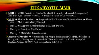 EUKARYOTIC MMR
MSH  MSH6 Protein  Similar To Mut S  Mut Sa (Mismatch Recognition)
And Mut Sb (Mismatch Repair). i.e. Insertion Deletion Loops (IDL).
MLH  Similar To Mut L  Responsible For Formation Of Heterodimer  Three
Types Of Mut L Are Mostly Studied.
1. Mut La  Supports Repair Initiated By Mut S Protein.
2. Mut Lb  Functions Not Found.
3. Mut Lg  Metabolic Recombination.
Accessory Proteins  Responsible For Proper Functioning Of MMR  Helps In
Recognition, Binding And Removal Of DNA Mismatch. i.e. Proliferating Cell
Nuclear Antigen (PCNA) And Exonuclease I (EXO I).
 