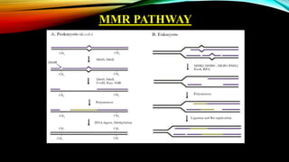MMR PATHWAY
 