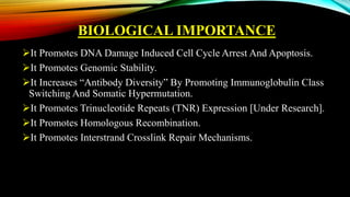 BIOLOGICAL IMPORTANCE
It Promotes DNA Damage Induced Cell Cycle Arrest And Apoptosis.
It Promotes Genomic Stability.
It Increases “Antibody Diversity” By Promoting Immunoglobulin Class
Switching And Somatic Hypermutation.
It Promotes Trinucleotide Repeats (TNR) Expression [Under Research].
It Promotes Homologous Recombination.
It Promotes Interstrand Crosslink Repair Mechanisms.
 