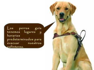 Los     perros   guía
tenemos lugares y
horarios
predeterminados para
evacuar      nuestros
esfínteres.
 