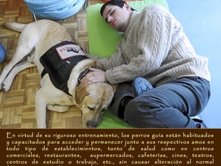 En virtud de su riguroso entrenamiento, los perros guía están habituados
y capacitados para acceder y permanecer junto a sus respectivos amos en
todo tipo de establecimientos, tanto de salud como en centros
comerciales, restaurantes,   supermercados, cafeterías, cines, teatros,
centros de estudio o trabajo, etc., sin causar alteración al normal
 