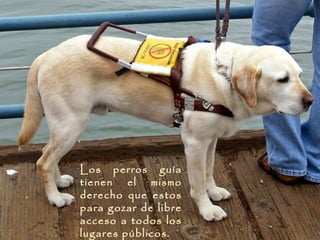 Los perros guía
tienen el mismo
derecho que estos
para gozar de libre
acceso a todos los
lugares públicos.
 