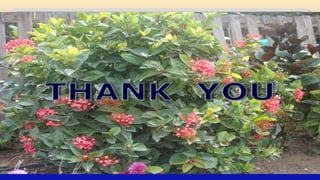 Misoprostol in obstetrics