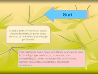 Suri


El suri se junta a veces con las vicuñas
  en manadas mixtas, el macho incuba
sin ayuda de las hembras y se preocupa
              por las crías.




          Esta catalogada como especie en peligro de extinción pues
          la caza ilegal (por sus huevos y carne que son
          comestibles), así como la construcción de carreteras,
          represas han afectado su habitad y amenazado
          subsistencia.
 