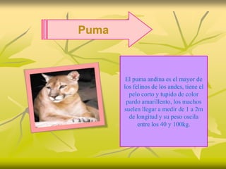 Puma



        El puma andina es el mayor de
       los felinos de los andes, tiene el
         pelo corto y tupido de color
        pardo amarillento, los machos
       suelen llegar a medir de 1 a 2m
         de longitud y su peso oscila
             entre los 40 y 100kg.
 