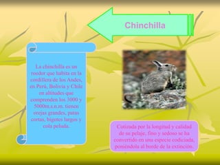 Chinchilla



   La chinchilla es un
 roedor que habita en la
cordillera de los Andes,
en Perú, Bolivia y Chile
    en altitudes que
comprenden los 3000 y
  5000m.s.n.m. tienen
  orejas grandes, patas
cortas, bigotes largos y
      cola peluda.          Cotizada por la longitud y calidad
                             de su pelaje, fino y sedoso se ha
                           convertido en una especie codiciada,
                           poniéndola al borde de la extinción.
 