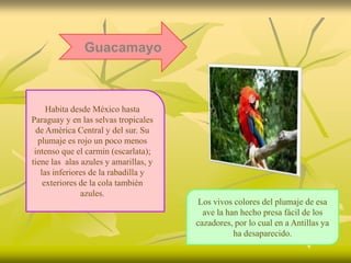 Guacamayo



      Habita desde México hasta
Paraguay y en las selvas tropicales
  de América Central y del sur. Su
   plumaje es rojo un poco menos
 intenso que el carmín (escarlata);
tiene las alas azules y amarillas, y
    las inferiores de la rabadilla y
     exteriores de la cola también
                azules.
                                        Los vivos colores del plumaje de esa
                                         ave la han hecho presa fácil de los
                                       cazadores, por lo cual en a Antillas ya
                                                  ha desaparecido.
 