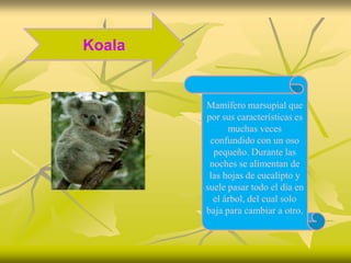 Koala


        Mamífero marsupial que
        por sus características es
              muchas veces
         confundido con un oso
          pequeño. Durante las
         noches se alimentan de
         las hojas de eucalipto y
        suele pasar todo el día en
          el árbol, del cual solo
        baja para cambiar a otro.
 