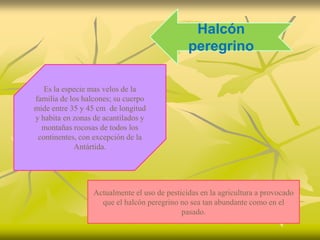 Halcón
                                               peregrino

   Es la especie mas velos de la
familia de los halcones; su cuerpo
mide entre 35 y 45 cm de longitud
y habita en zonas de acantilados y
  montañas rocosas de todos los
 continentes, con excepción de la
            Antártida.




                  Actualmente el uso de pesticidas en la agricultura a provocado
                    que el halcón peregrino no sea tan abundante como en el
                                             pasado.
 