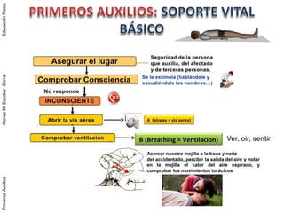 PrimerosAuxiliosAlonsoM.EscobarCorralEducaciónFísicaPrimerosAuxiliosAlonsoM.EscobarCorralEducaciónFísica
A (airway = via aerea)
Acercar nuestra mejilla a la boca y nariz
del accidentado, percibir la salida del aire y notar
en la mejilla el calor del aire espirado, y
comprobar los movimientos torácicos
B (Breathing = Ventilacion)
 