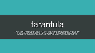 tarantula
ANY OF VARIOUS LARGE, HAIRY TROPICAL SPIDERS CAPABLE OF
INFLICTING A PAINFUL BUT NOT SERIOUSLY POISONOUS BITE.
 
