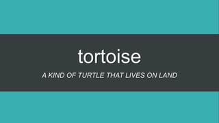 tortoise
A KIND OF TURTLE THAT LIVES ON LAND
 
