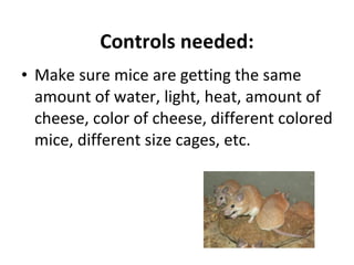 Controls needed: Make sure mice are getting the same amount of water, light, heat, amount of cheese, color of cheese, different colored mice, different size cages, etc. 