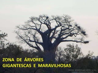 ZONA DE ÁRVORES
GIGANTESCAS E MARAVILHOSAS
FRIENDS NEEDED!Project: BOOKS for ALL.
Campanha Missionária FMA2013
 