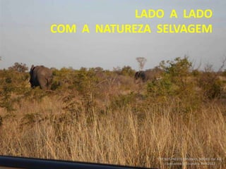 LADO A LADO
COM A NATUREZA SELVAGEM
FRIENDS NEEDED!Project: BOOKS for ALL.
Campanha Missionária FMA2013
 