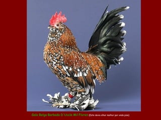 Galo Belga Barbado D'Uccle Mil Flores (Este devia olhar melhor por onde pisa)
 