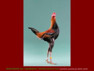 Galinha Bantam tipo “Jogo Moderno”, Vermelha de Peito Preto (Levantando os pezinhos para desfilar, santa?)
 