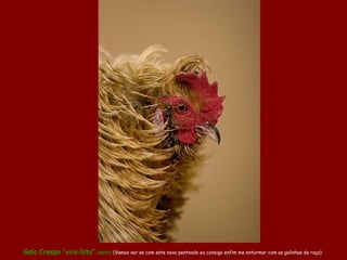 Galo Crespo “vira-lata” (mutt) (Vamos ver se com este novo penteado eu consigo enfim me enturmar com as galinhas de raça)
 